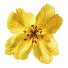 Golden flower with delicate petals, isolated on transparent background