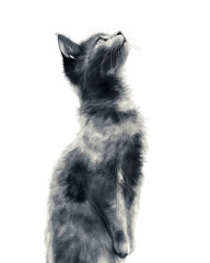 Obraz premium Gray kitten standing on hind legs looking upward, isolated on transparent background