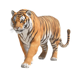Fototapeta premium Majestic bengal tiger walking forward, isolated on transparent background