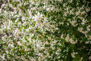 Sunlight illuminates delicate white flowers blooming on the branches of a tree, creating a vibrant display of springtime beauty and renewal