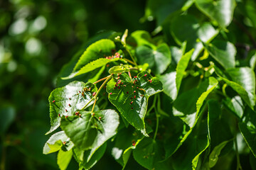 Close-up of bright green leaves of a tilia cordata tree, commonly known as small-leaved lime, heavily infested with gall mites, resulting in numerous reddish bumps covering the leaf surface