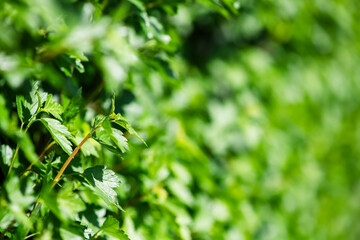 Close-up view of vibrant green leaves forming a dense, natural backdrop, illuminated by sunlight, creating a refreshing and lively atmosphere