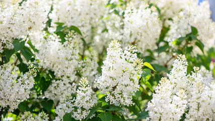 Blooming white lilac flowers fill a garden with vibrant beauty on a sunny spring day, creating a breathtaking display of nature's artistry and fragrance