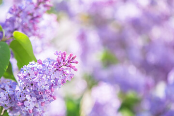 Beautiful lilac flowers are blooming in spring garden, creating a stunning purple background with bokeh effect and soft focus, perfect for nature and floral themes