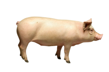 Young domestic pig profile view, isolated on transparent background