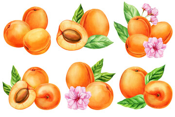 Watercolor apricot fruit set with leaves flowers, hand painted fresh apricots collection isolated on white, summer botanical food