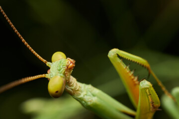 Green mantis cleaning legs in nature