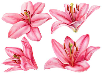 Pink Lily Flowers Watercolor Clipart Set, Hand Painted Floral Botanical, Isolated Elegant Blooms for Wedding Invitation Design