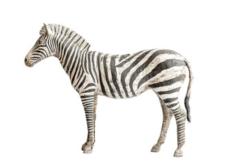 Fototapeta premium Striped zebra figurine on black, isolated on transparent background