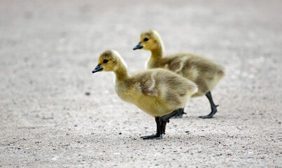 Canada goose goslings crossing a sandy path