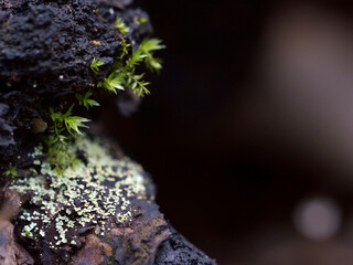 moss and lichen on the tree