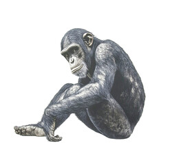 Fototapeta premium Chimpanzee sitting pensively, isolated on transparent background