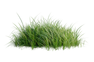 Lush green grass clump, isolated on white or transparent background