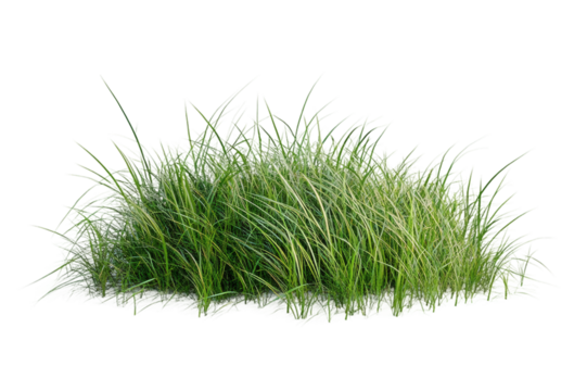 Lush green grass clump, isolated on white or transparent background
