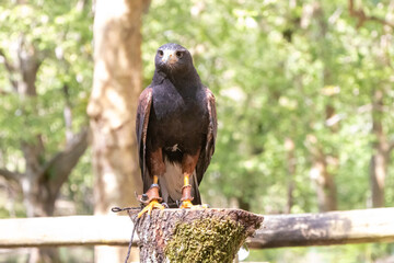 Harris's hawk perched on tree stump in the tapada nacional de mafra