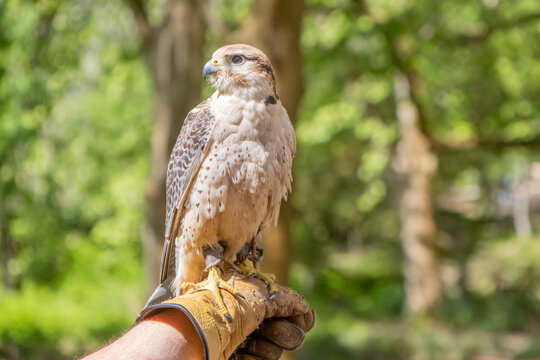 Saker falcon perched on falconer's glove at tapada nacional de mafra