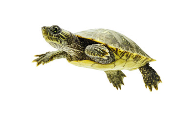 A young turtle swimming in the dark, isolated on transparent background