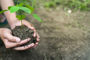 Nurturing Life: A Tender Gesture of Hands Holding a Sprout, Symbolizing Growth, Hope, and Environmental Stewardship.