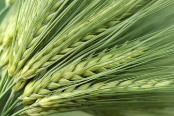 Green barley spikes in soft light, symbol of eco farming and healthy food production, ideal for...