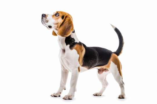 Beagle dog isolated on white background