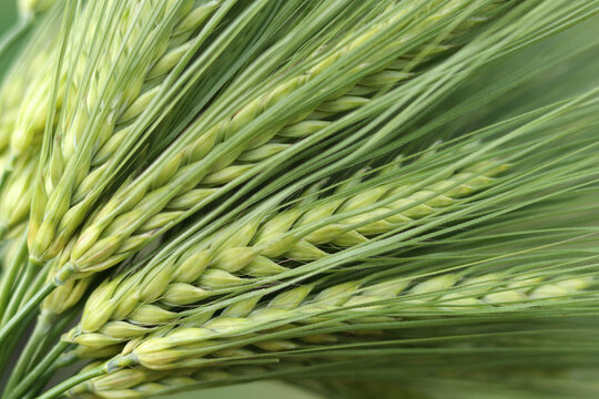 Fototapeta  Green barley spikes in soft light, symbol of eco farming and healthy food production, ideal for agriculture themes and seasonal visuals.