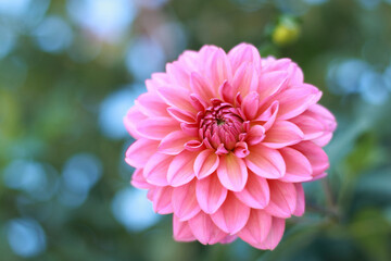 Close-up of a pink dahlia flower in full bloom with a soft blurred background.