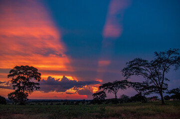 Vibrant Sunset Over African Savanna Trees