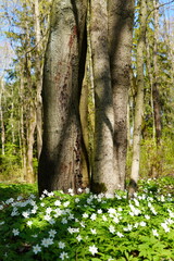 spring forest with trees and white flowers
