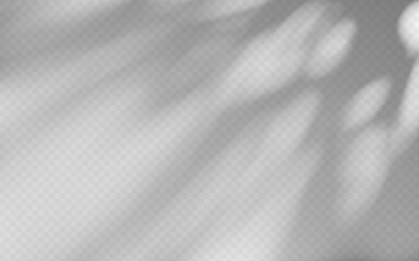 Abstract shadow overlay from tree branch on a transparent background.