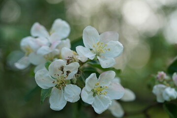 white apple blossoms close up
