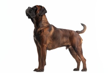 Bullmastiff dog isolated on white background