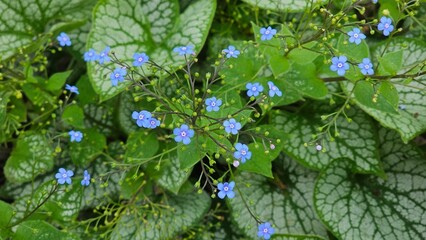 Sweden. Myosotis sylvatica, the wood forget-me-not or woodland forget-me-not, is a species of...
