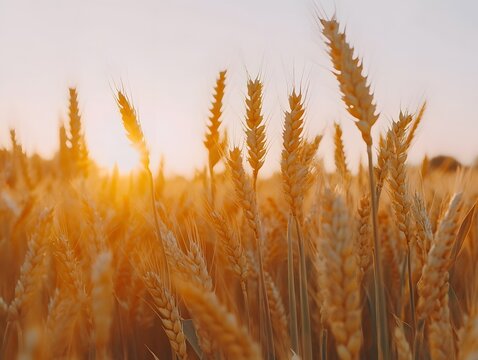 Expansive Summer Landscape of Wheat Fields Under a Vibrant Sunset Sky, golden wheat field in summer