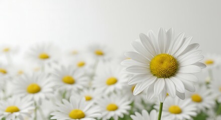 Fototapeta premium Field of White Daisies Blooming in Springtime Beauty Against a White Background
