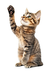 Obraz premium Adorable tabby kitten playfully reaching up with one paw against transparent background a perfect pet animal image for websites blogs and social media showcasing feline cuteness