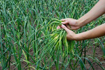 A woman collects garlic arrows and holds them in her hands. Selective focus