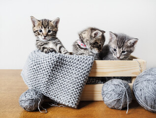 Kittens and yarn