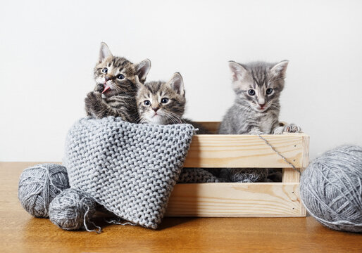 Kittens in box