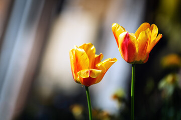 Two blooming tulips