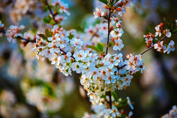 Spring blooming branches
