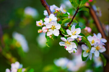 Apple blossom branch