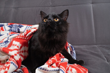 Black cat and blanket