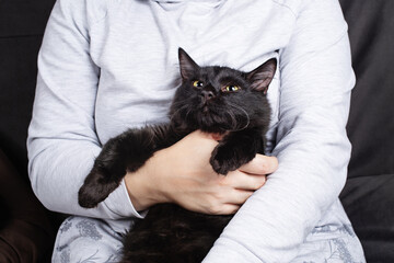 Black cat in hands