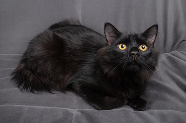 Black cat on sofa