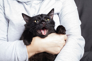 Black cat with open mouth