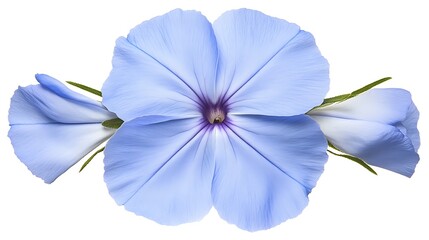 A captivating close up shot of a striking blue cape leadwort flower