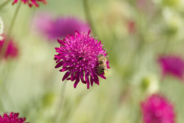 bee from the side, legs full of pollen, wings of honey bee,  Anthophila, insect on Macedonian widow flower, Knautia macedonica, bee on the Macedonian widow flower