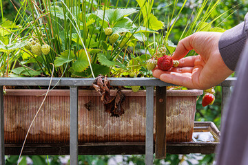 Hand of a girl harvesting strawberry in balcony garden, growing in a brown plastic planter, picking single ripe strawberry from the plant.