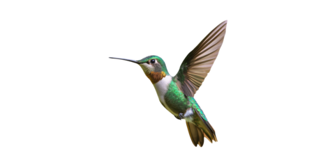 Hummingbird In Flight. Symbol Of Speed And Agility In Nature Isolated On Transparent Background
