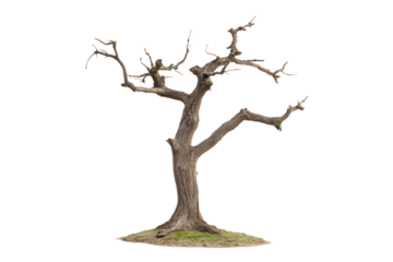 Bare Tree Against: A stark, isolated tree, devoid of leaves, stands prominently, its weathered form an evocative symbol of resilience, age, and the passage of time.